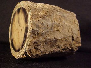 Rw Impressive " Petrified Wood Limb " From Mcdermitt,  Oregon