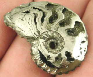 A Small Polished 100 Natural Pyrite Ammonite Fossil Mikhaylov Mine Russia 7.  9 E
