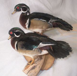 Pair Vintage Wood Duck Taxidermy Mounted On Driftwood 2 Drakes Waterfowl