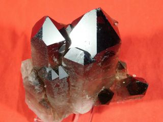 Seven Perfect Points On This Smoky Quartz Crystal Cluster From Brazil 328gr E