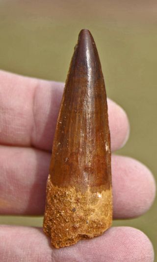 Spinosaurus Tooth 2.  35 Inches,  From Morocco 2