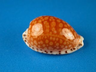 Cypraea Gaskoini,  Pattern,  Large 21.  2mm,  Hawaii Shell