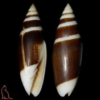 Mitra Swainsonia Casta,  French Polynesia,  Mitridae Sea Shell
