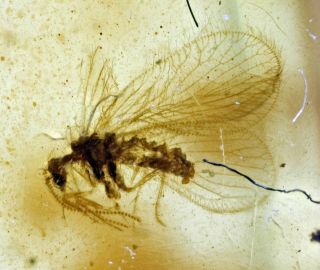 Burmese Amber,  Fossil Inclusion,  Neuroptera (lacewing)