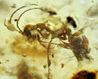 Burmese Amber,  Fossil Inclusion,  Aculeata,  Formicidae (ant)