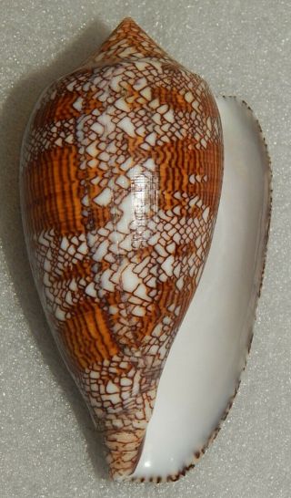 Seashell Conus Textile 102.  5mm