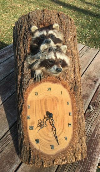 Vintage Raccoon Taxidermy Clock Coon Mounts Hunting Trapping Decent