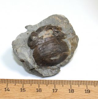 Trilobite,  Nileus sp. ,  Ordovician,  Haellekis,  Kinnekulle,  Sweden - eb7472 2
