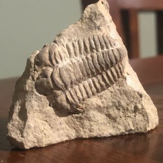 Trilobite Bug Fossil Illinois Rare Fine Quality Matrix Death Mortality Plate