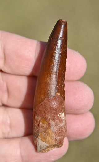 Spinosaurus Tooth 2.  85 Inches,  From Morocco 3