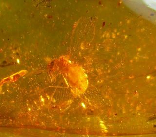 Extinct Neuroptera Telistoberotha Libitina.  Very Rare Fossil In Burmese Amber.