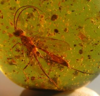 Ophioninae Ichneumonid Wasp {6.  5 Mm} Well Preserved Fossil In Burmese Amber.