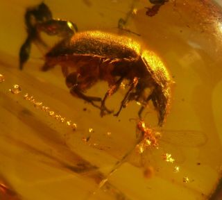 Mycetophagidae Hairy Fungus Beetle & Neuroptera Lacewing.  Fossil In Burmese Amber