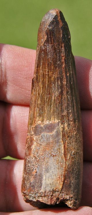 Spinosaurus Tooth 2.  75 Inches From Morocco 3