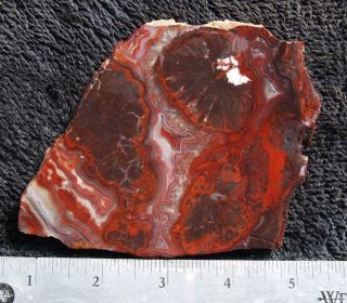 Rock slab MEXICAN CRAZY LACE agate - splendid colors,  intricate patternl 2