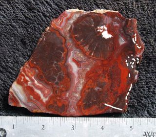 Rock slab MEXICAN CRAZY LACE agate - splendid colors,  intricate patternl 3