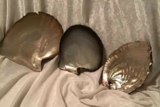 Vintage Assorted Mother Of Pearl Oyster Shells 3 Pc
