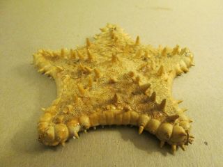 Large Dried Starfish Seashell (5 1/2 ")