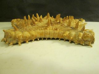Large Dried Starfish Seashell (5 1/2 