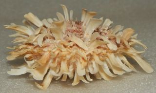 Seashell Spondylus Barbatus 90.  2mm