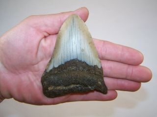 4.  25 Inch Megalodon Fossil Shark Tooth Teeth - 5.  9 Oz - Not Dinosaur