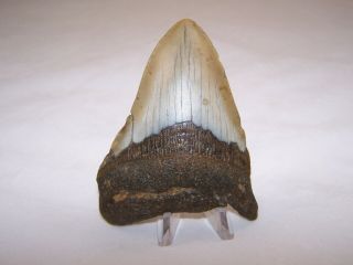 4.  25 Inch Megalodon Fossil Shark Tooth Teeth - 5.  9 oz - Not Dinosaur 2