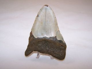 4.  25 Inch Megalodon Fossil Shark Tooth Teeth - 5.  9 oz - Not Dinosaur 3