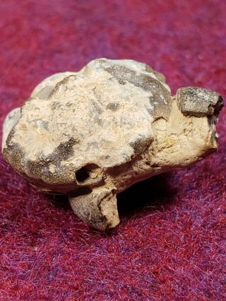 Uncommon Texas Paleocene Crab Tehuacana Americana
