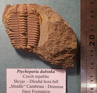 Rare Complete 3.  5cm Ptychoparia Dubinka: M.  Cambrian,  Jince Fm.  Czech Rep.