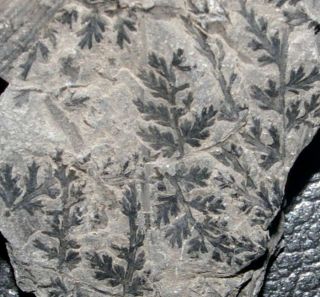 Very Rare,  Carboniferous Fossil Plant - Sphenopteris