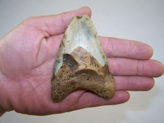 4.  00 Inch Megalodon Fossil Shark Tooth Teeth - 4.  2 Oz - Not Dinosaur