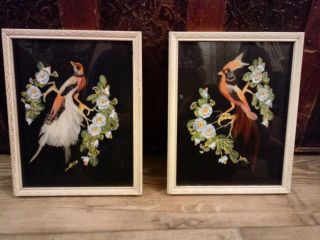 Bird Prints,  Framed,  Vintage Glenn F Bastian
