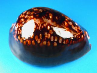 Cypraea Mauritiana,  Dark Color,  95.  3mm,  Hawaii Shell