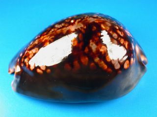 Cypraea mauritiana,  Dark Color,  95.  3mm,  Hawaii Shell 2