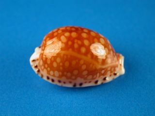 Cypraea Gaskoini,  Pattern,  19.  6mm,  Hawaii Shell