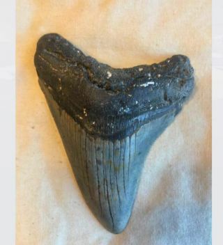 Authentic 3.  25 " Megalodon Tooth - Found Off Coast Of Nc