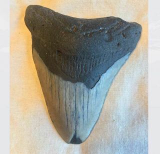 Authentic 3.  5 " Megalodon Tooth - Found Off Coast Of Nc