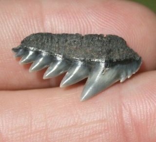 Cow Shark Tooth Notorynchus Primigenius Sevengill Fossil