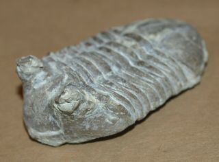 Baltoscandian Index Fossil (trilobite) - Asaphus Kotlukovi Balashova,  1953
