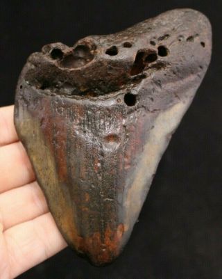 Megalodon Shark Tooth 5.  75 " Extinct Fossil Authentic Not Restored (cg13 - 212)
