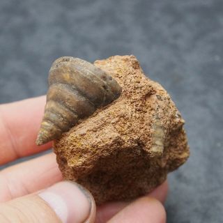 Gastropod Pleurotomaria Fossil Mollusks Jurassic Morocco