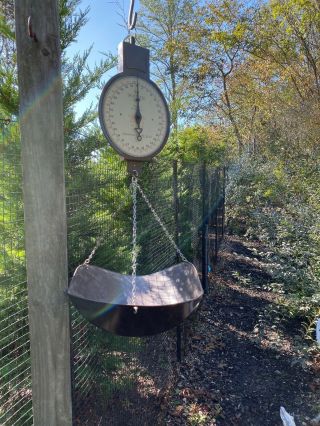 Vintage American Family Scale Hanging Scale Patented 1912 60 Pounds Farm Scale