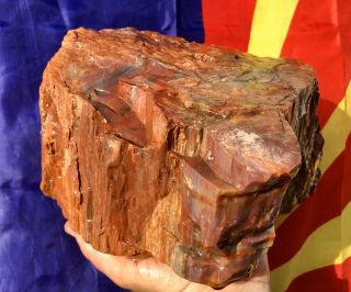 Reilly’s Rocks: Top Quality Arizona Rainbow Petrified Wood,  11.  5 Lbs