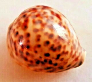 Seashell Cypraea Tigris Hinnulea Exceptional Shell