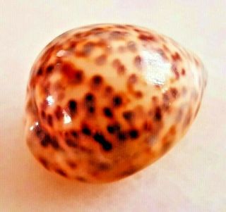 Seashell Cypraea tigris hinnulea Exceptional Shell 2