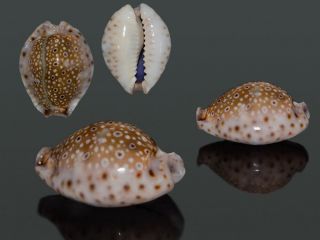 Seashell Cypraea Ocellata Rostrate Unique Hypercallus 20.  9 Mm F,  /gem