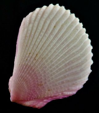 Seashell Lima Lima Uncommon Purple Deepwater Form Shell