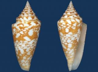 Shell Conus Amadis Arbonatalis L Seashell
