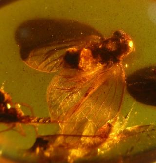 Oliarus Leporinus Cixxidae Wings Spread & Beetle & Other Insects.  Burmese Amber
