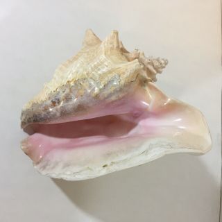 Large Pink Queen Conch Sea Shell 10” X 8” Natural Nautical Ocean Beach Decor